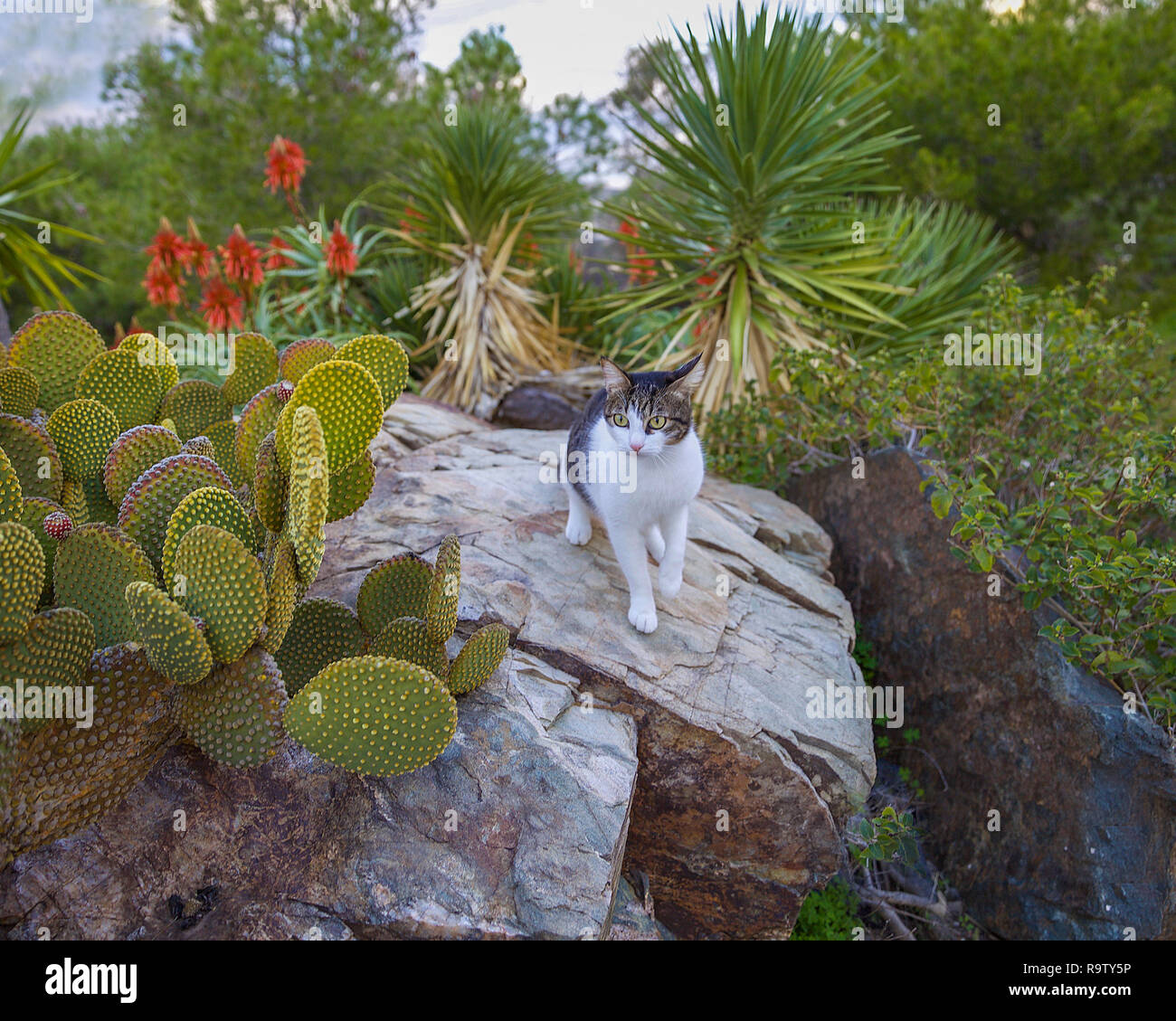 Les jeunes Kitty Cat sur le jardin décoratif rock debout près des cactus. Le point de droit. Banque D'Images