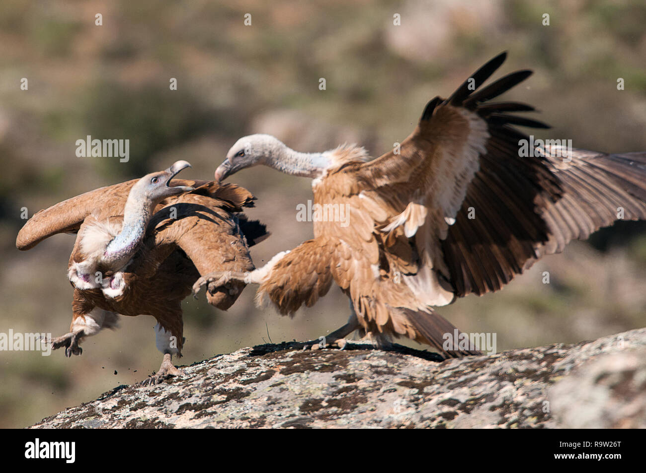 Vautour fauve, Gyps fulvus, grands oiseaux de proie assis sur la pierre dans une montagne Banque D'Images