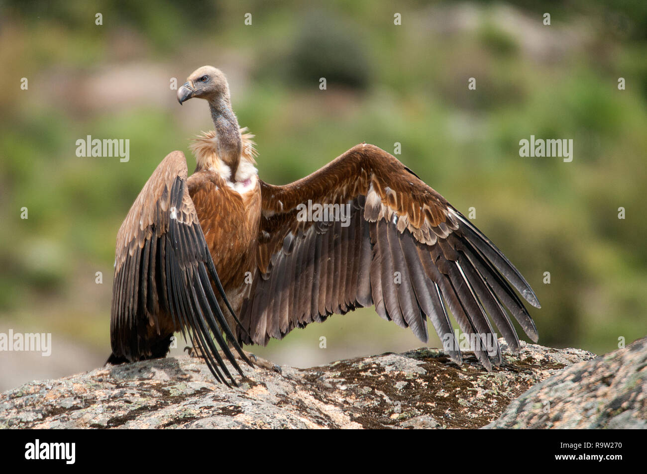 Vautour fauve, Gyps fulvus, grands oiseaux de proie assis sur la pierre dans une montagne Banque D'Images