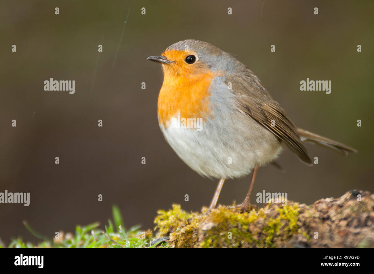 Robin - Erithacus rubecula aux abords, debout sur le terrain Banque D'Images