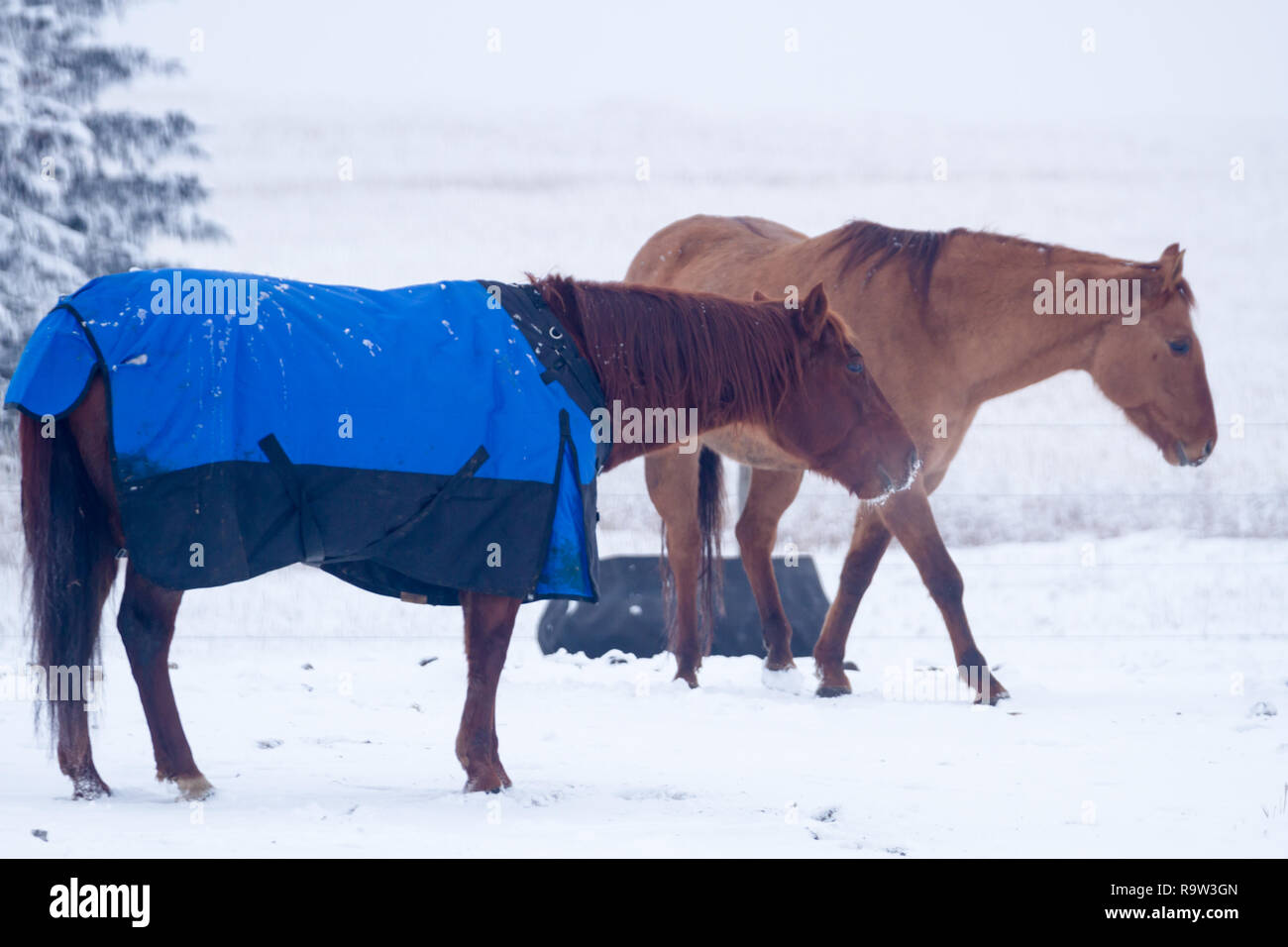 Les chevaux, l'un portant un animal couverture pour le protéger du froid, dans les pâturages sur journée d'hiver dans le sud de l'Alberta, Canada Banque D'Images