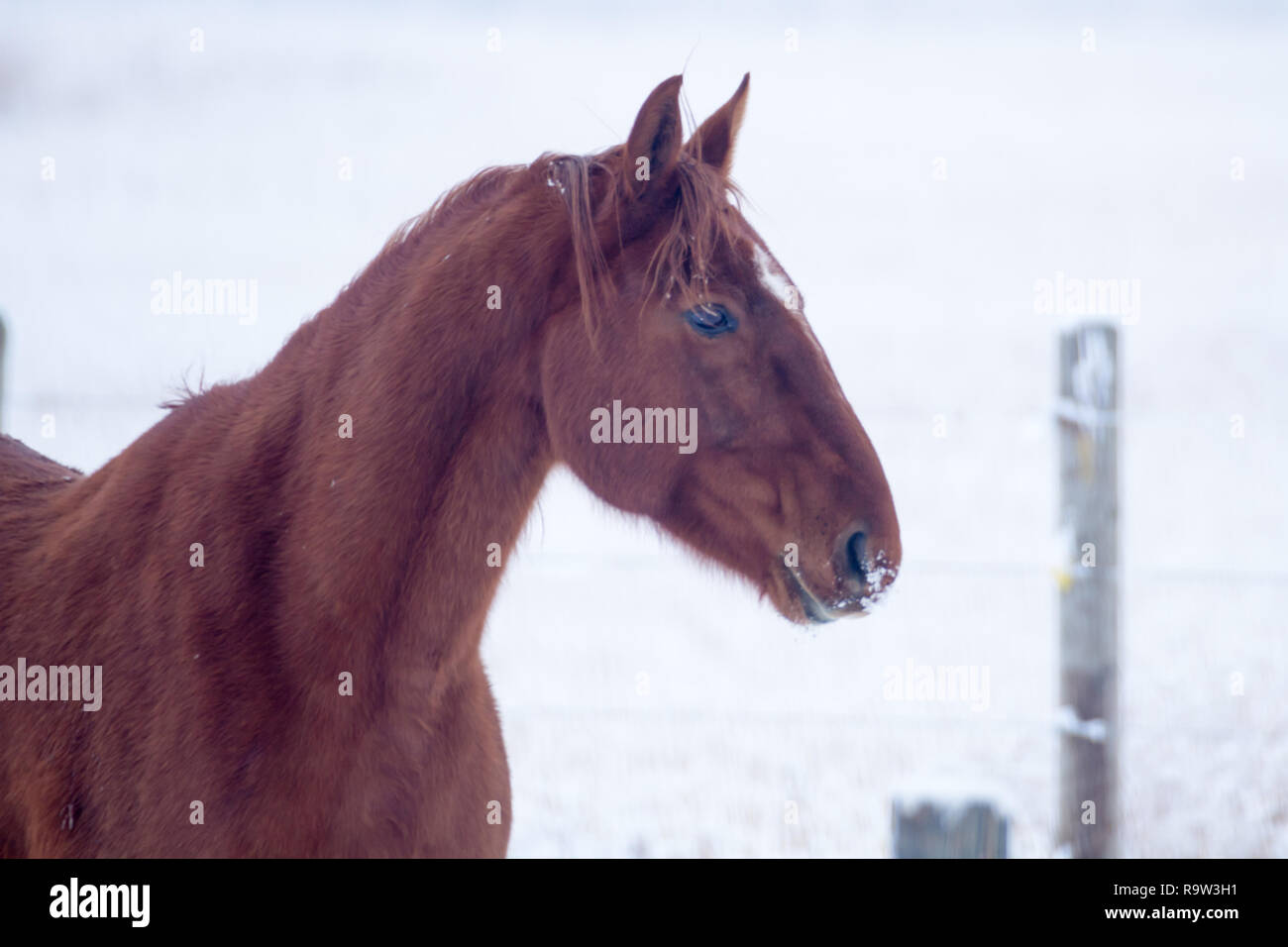 Vue latérale du cheval brun par temps couvert journée d'hiver de l'Alberta, au Canada, avec de la neige en arrière-plan Banque D'Images