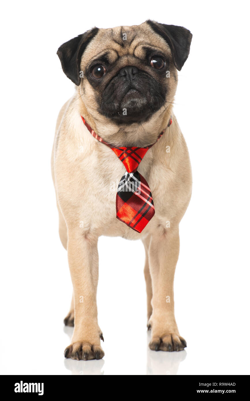 Le PUG avec une cravate isolated on white Banque D'Images