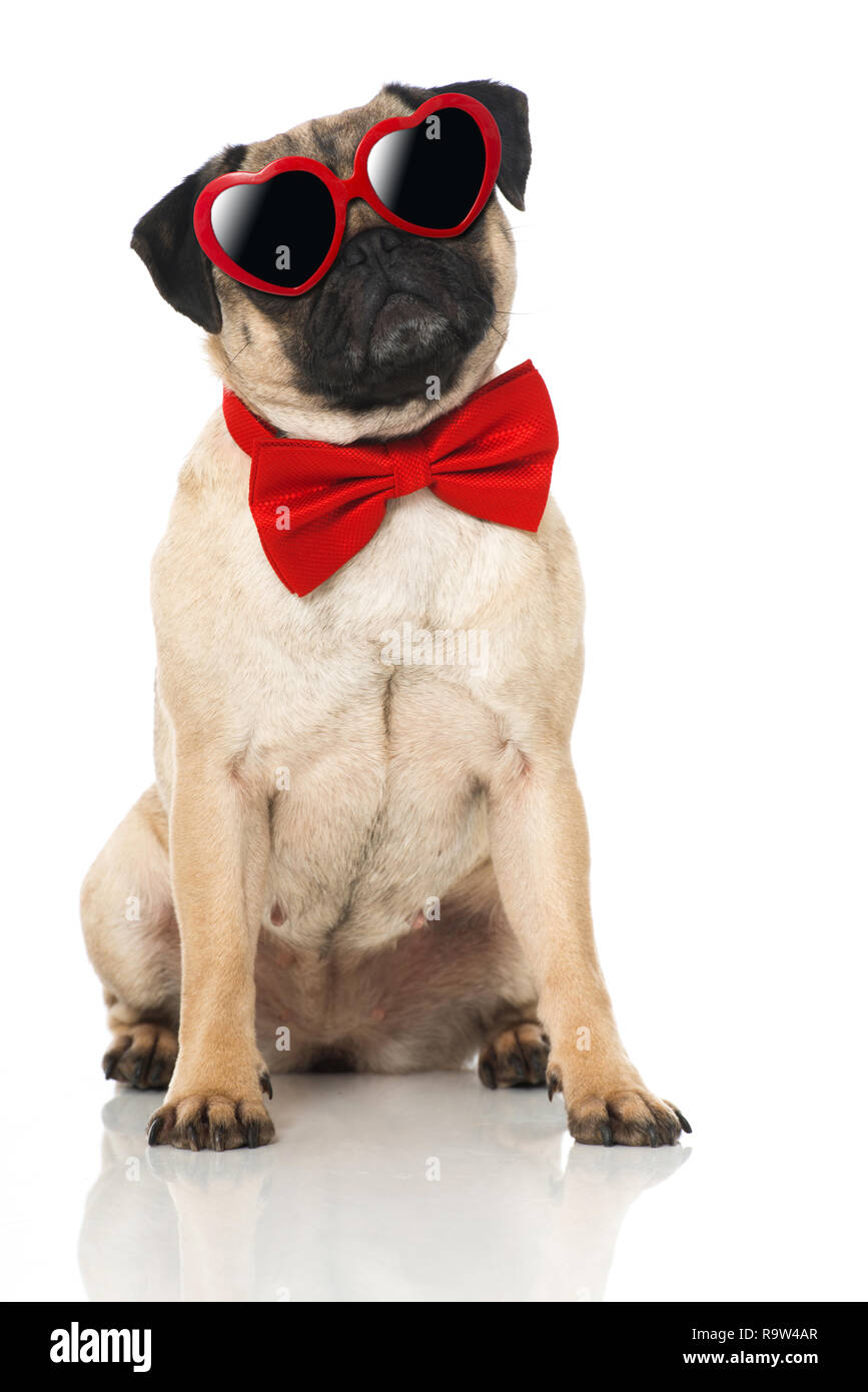 Le PUG avec une cravate isolated on white Banque D'Images