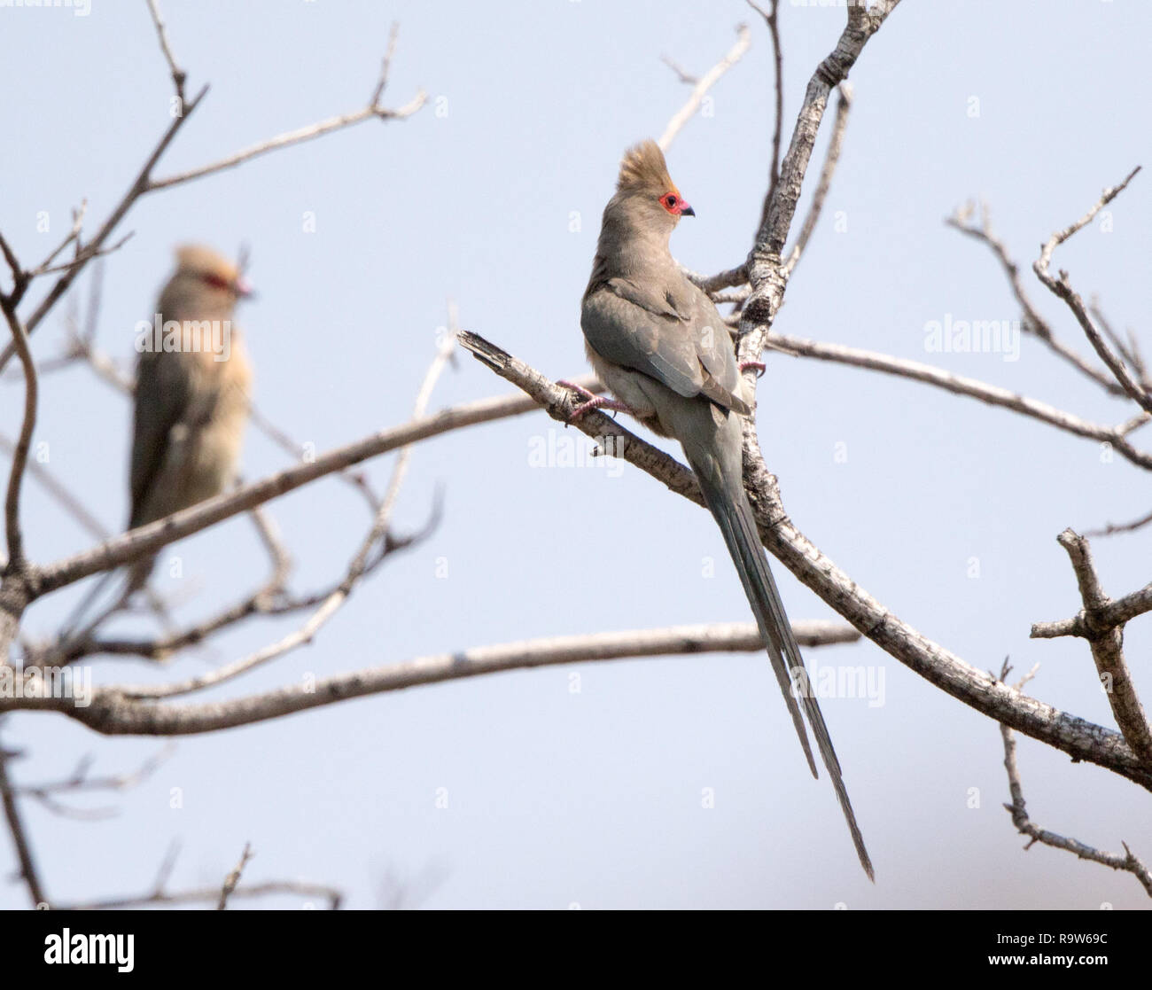Red-faced Mousebird (Urocolius indicus) Banque D'Images