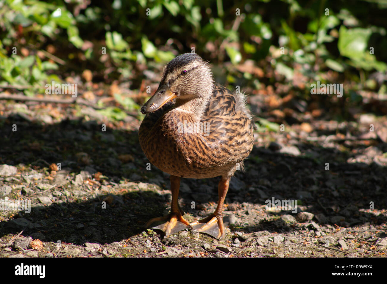 Seule femelle Canard colvert centré dans un paysage boisé Banque D'Images