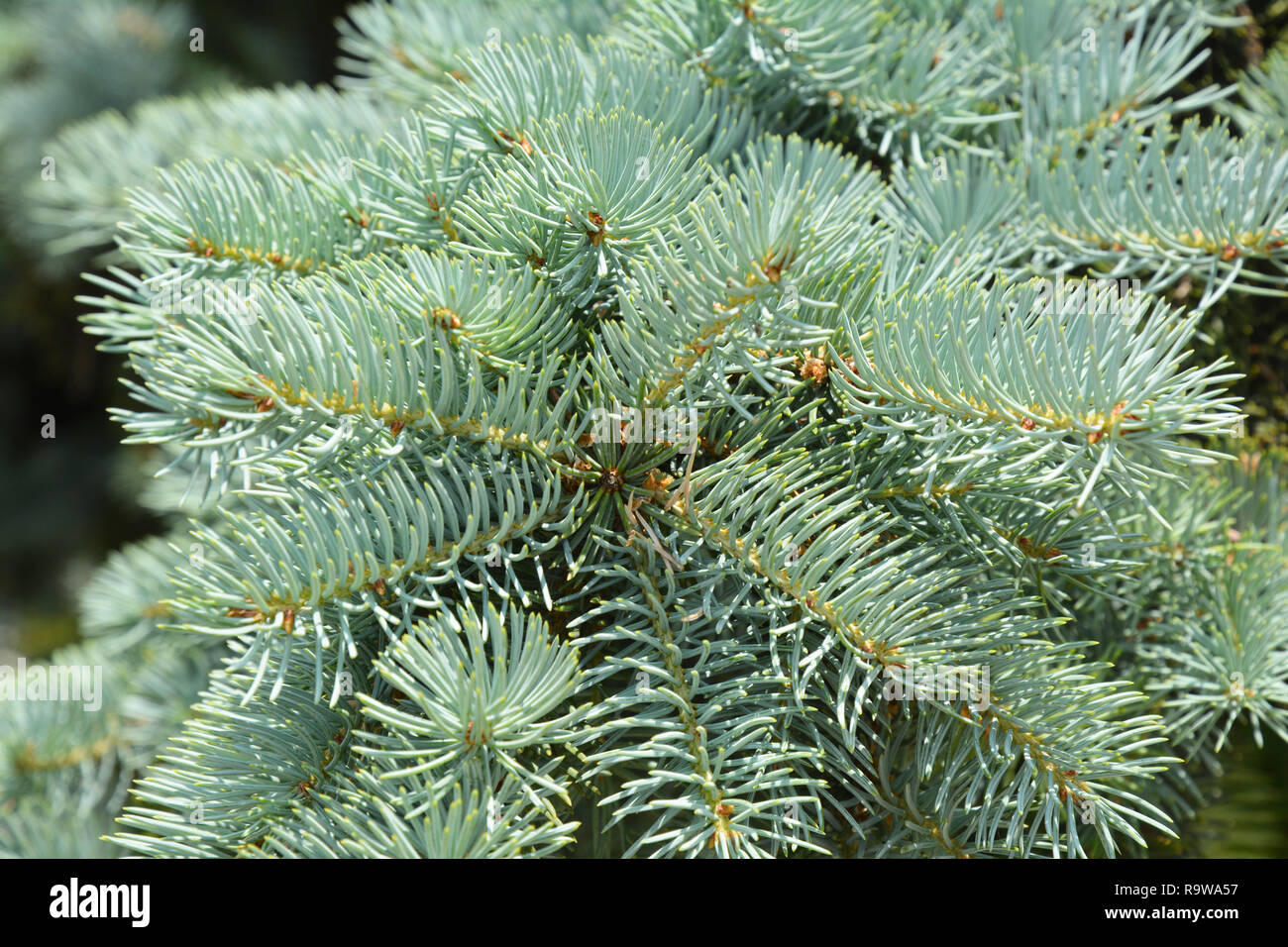Belle blue spruce tree brach. Close up. Banque D'Images