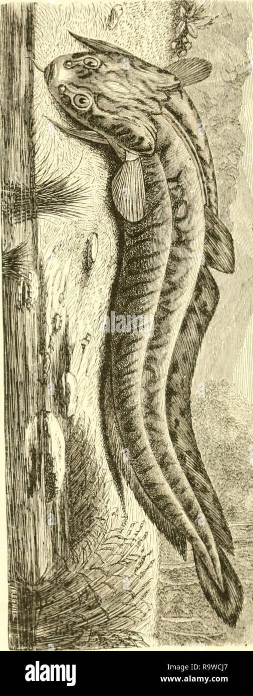 "Les poissons des eaux douces de la France ; pot--physiologie--description des espèces--moeurs--instinct--industrie--commerce--ressources alimentaires--pisciculture--législation concernant la pêche' (1880) Banque D'Images