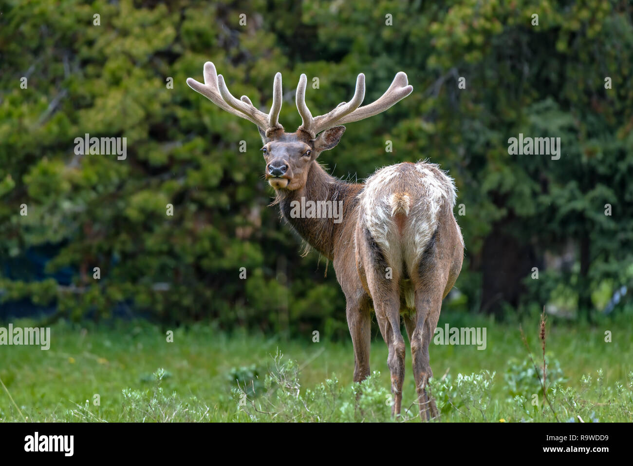 Les wapitis mâles avec un énorme panache est mange de l'herbe le long de la route, à Parc National de Yellowstone USA Banque D'Images