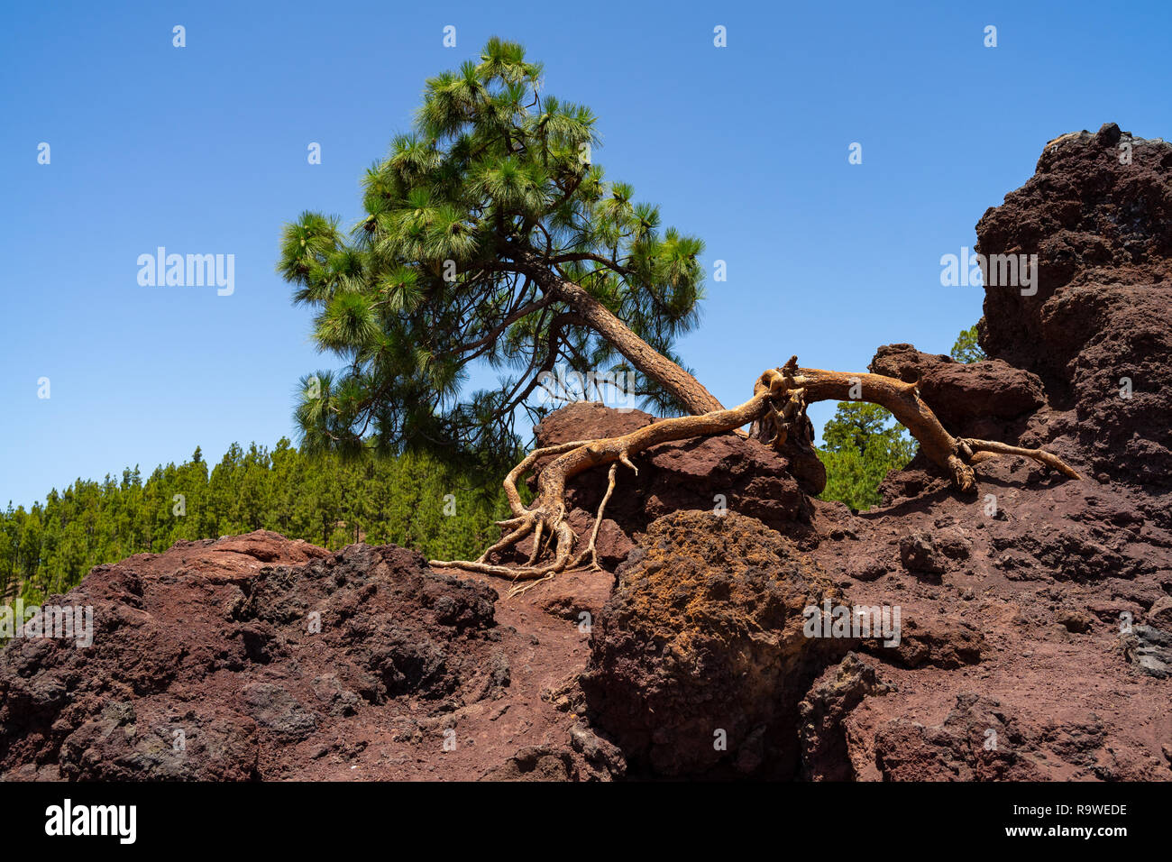 Des Canaries solitaire pin (Pinus canariensis) sur les falaises de champs de lave du volcan Teide. Opinion - Mirador de los Poleos. Tenerife. Île des Canaries Banque D'Images