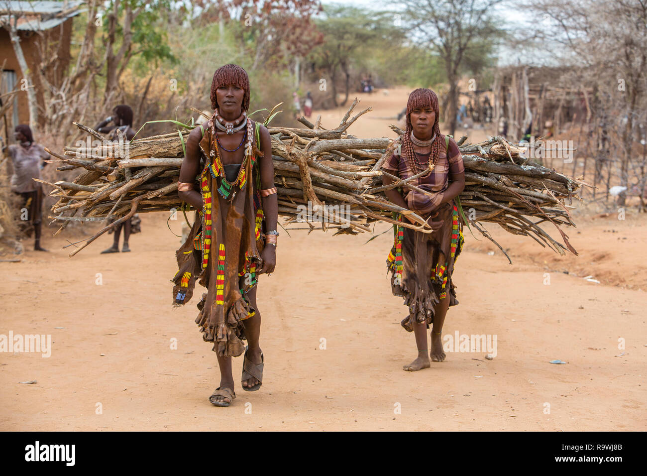 Les femmes de la tribu Hamar transportant des branches d'arbre dans leur village en vallée de l'Omo, Ethiopie Banque D'Images