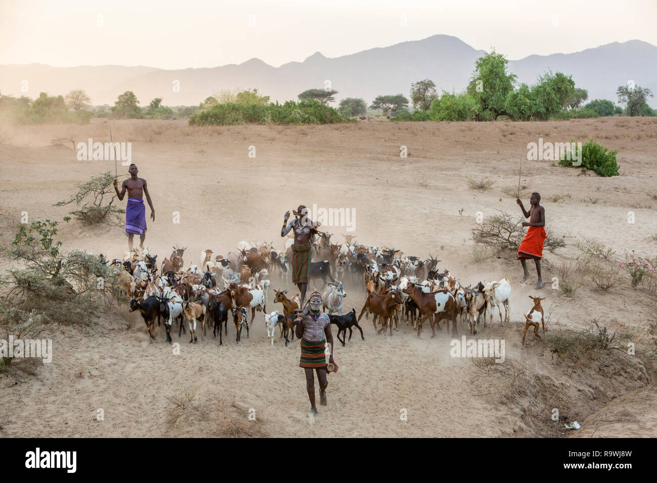 L'élevage de chèvres tribu Kara ud Village de vallée de l'Omo, Ethiopie Banque D'Images