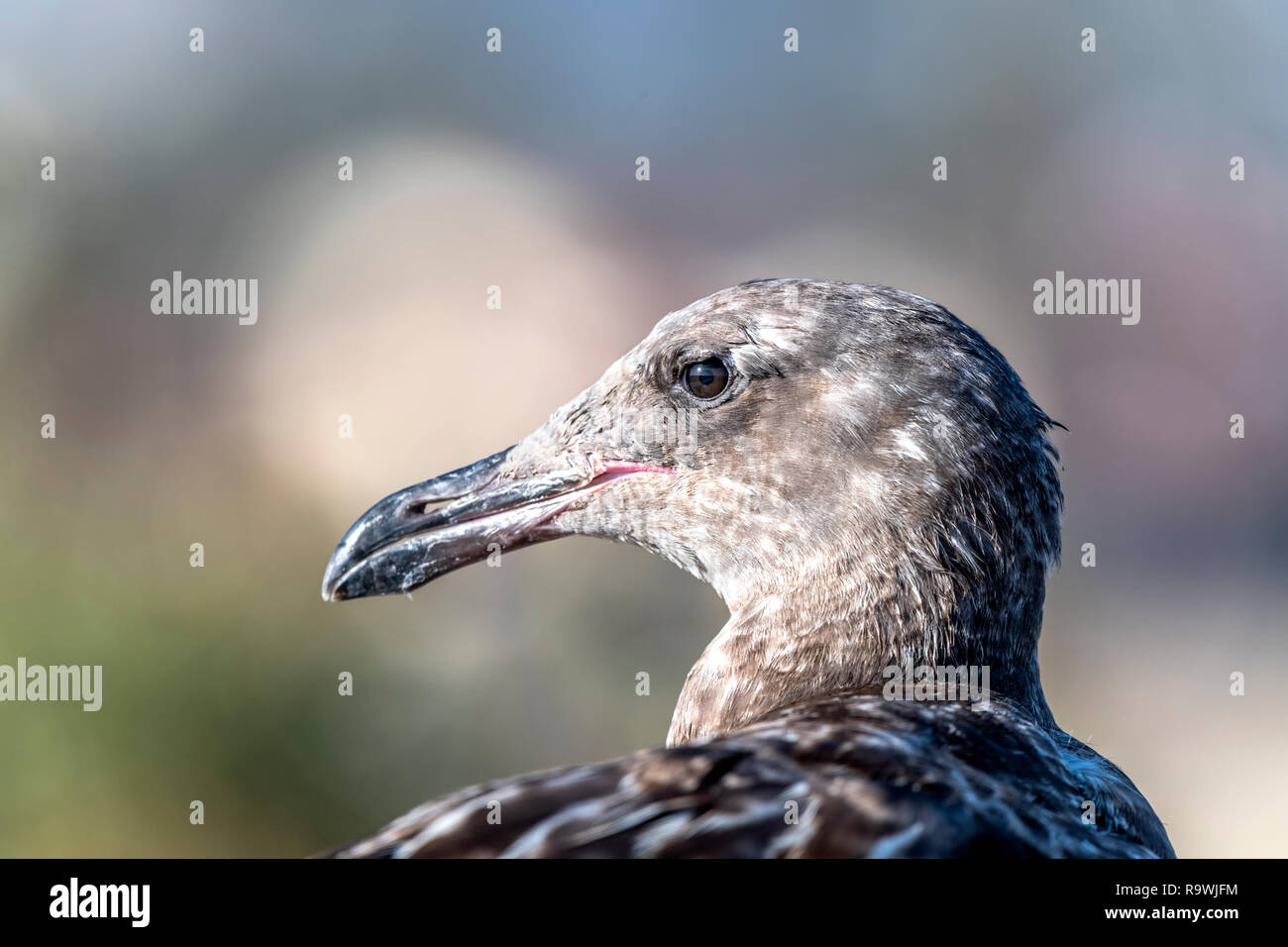 Un mineur en Californie seagull se dresse sur un reef pendant la journée à la recherche de nourriture et de profiter de la chaleur des rayons du soleil. Banque D'Images