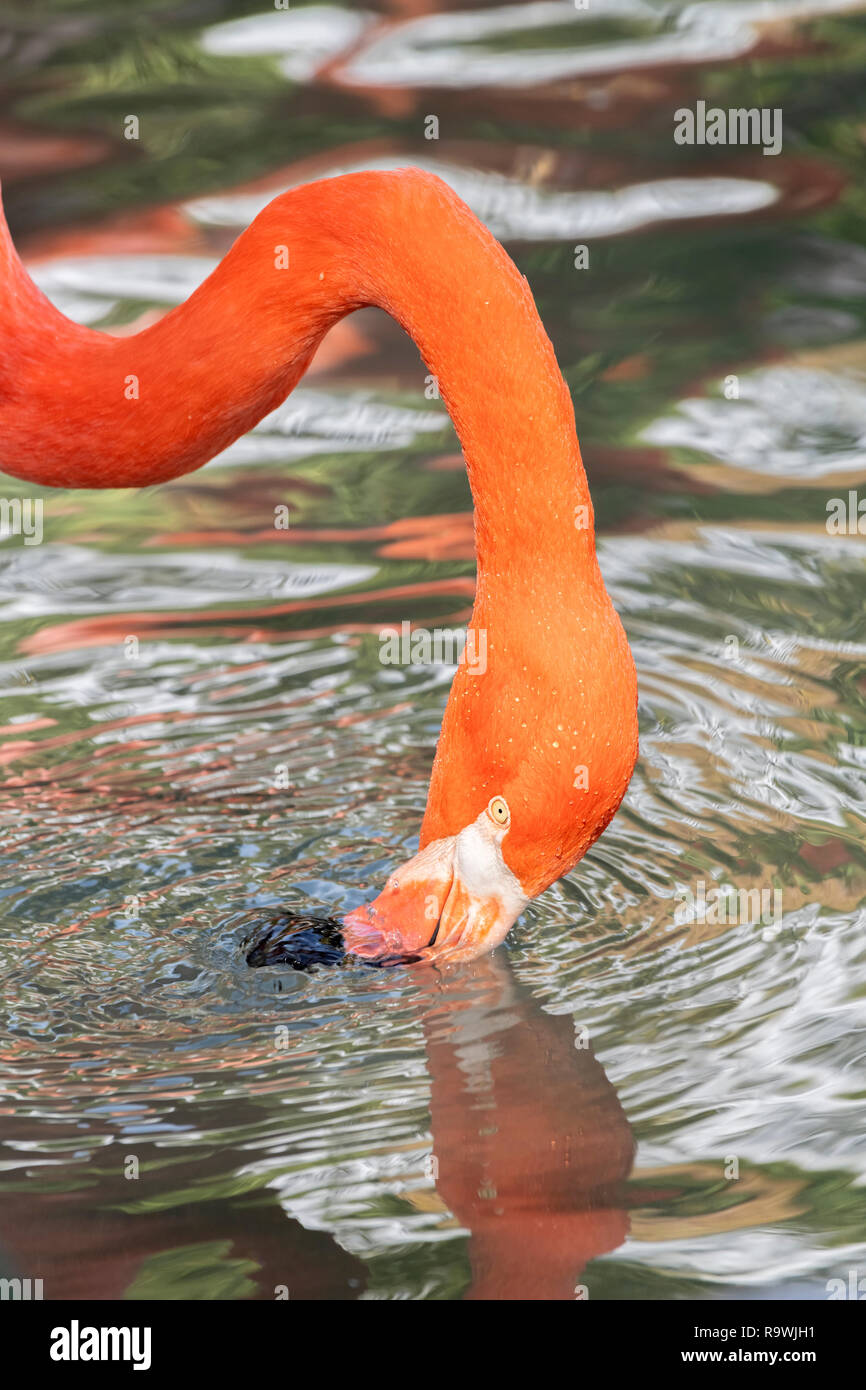 Flamant rose dans un étang de l'eau potable dans une chaude journée Banque D'Images