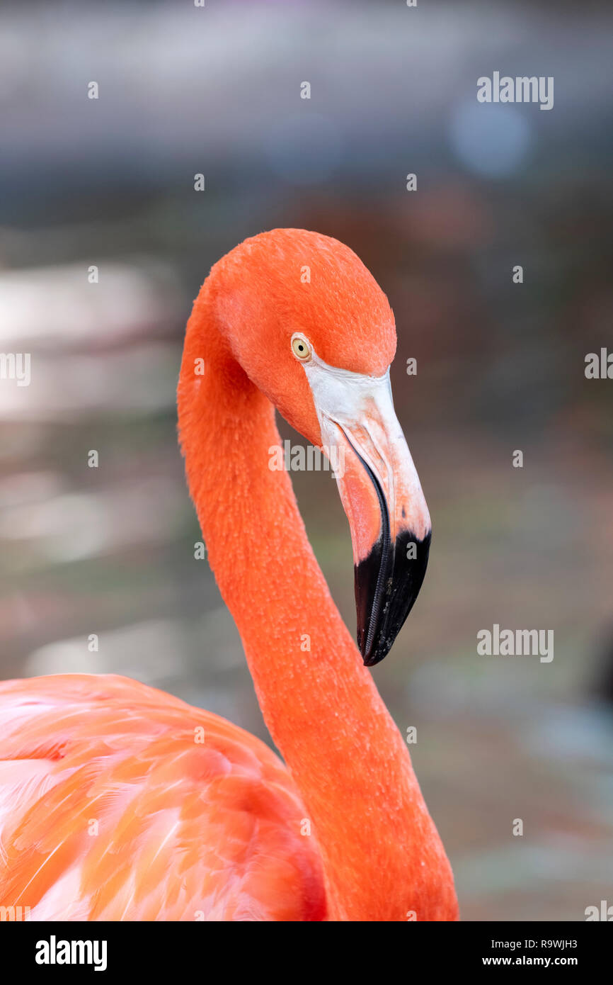 Flamant rose dans un étang de se rafraîchir dans la chaleur du soleil Banque D'Images
