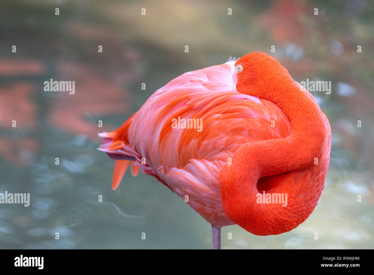 Flamant rose dans un étang dormant dans la brise fraîche Banque D'Images