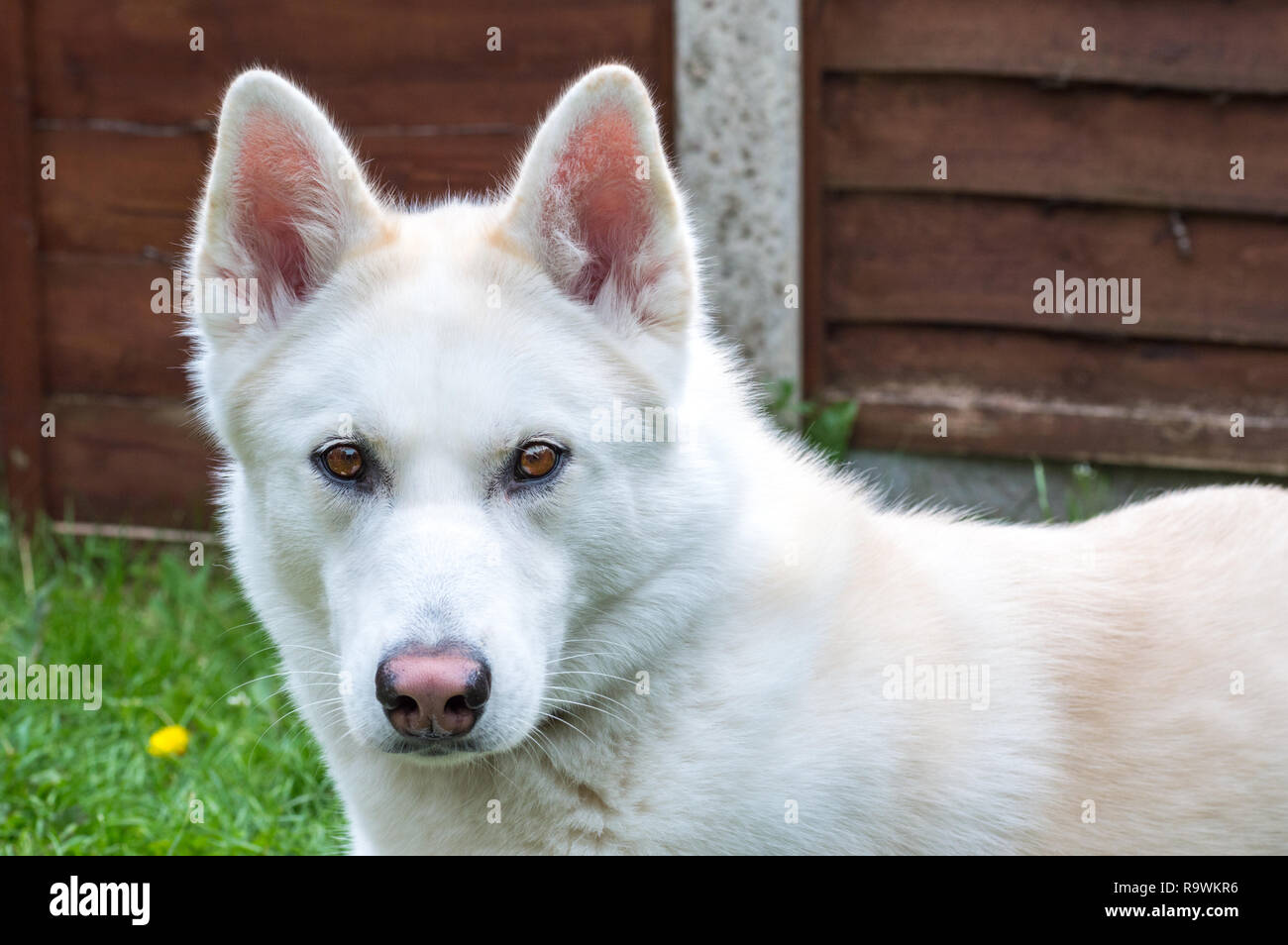 Chien Husky blanc Banque D'Images