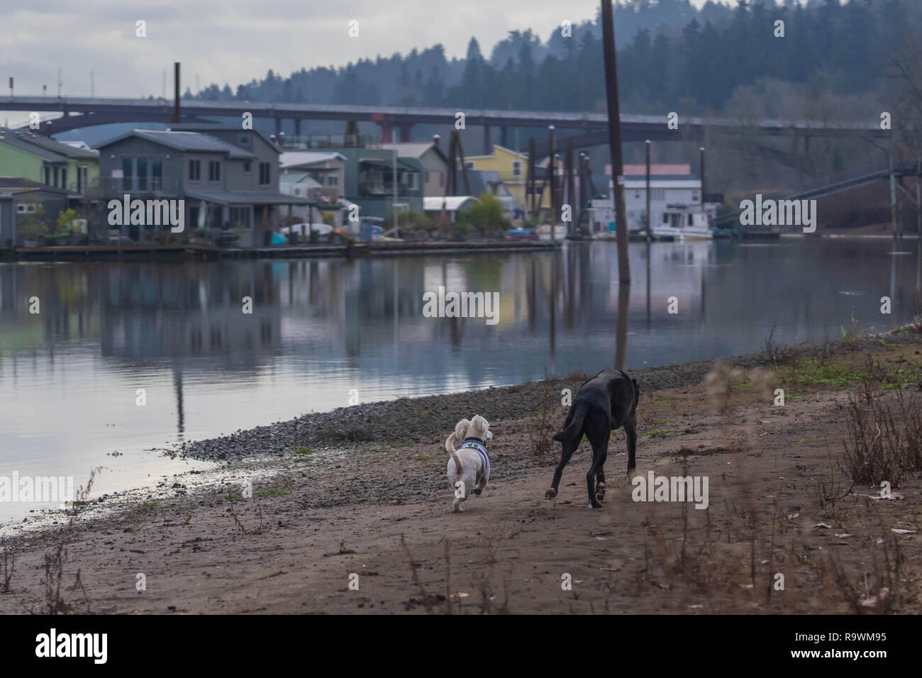 Les copains de chien courant joyeusement sur la plage Banque D'Images