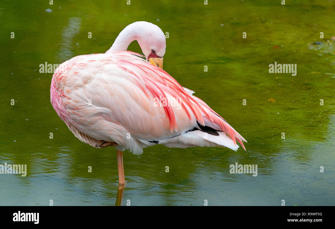 Flamingo un échassier de la famille des Coraciidés. Banque D'Images