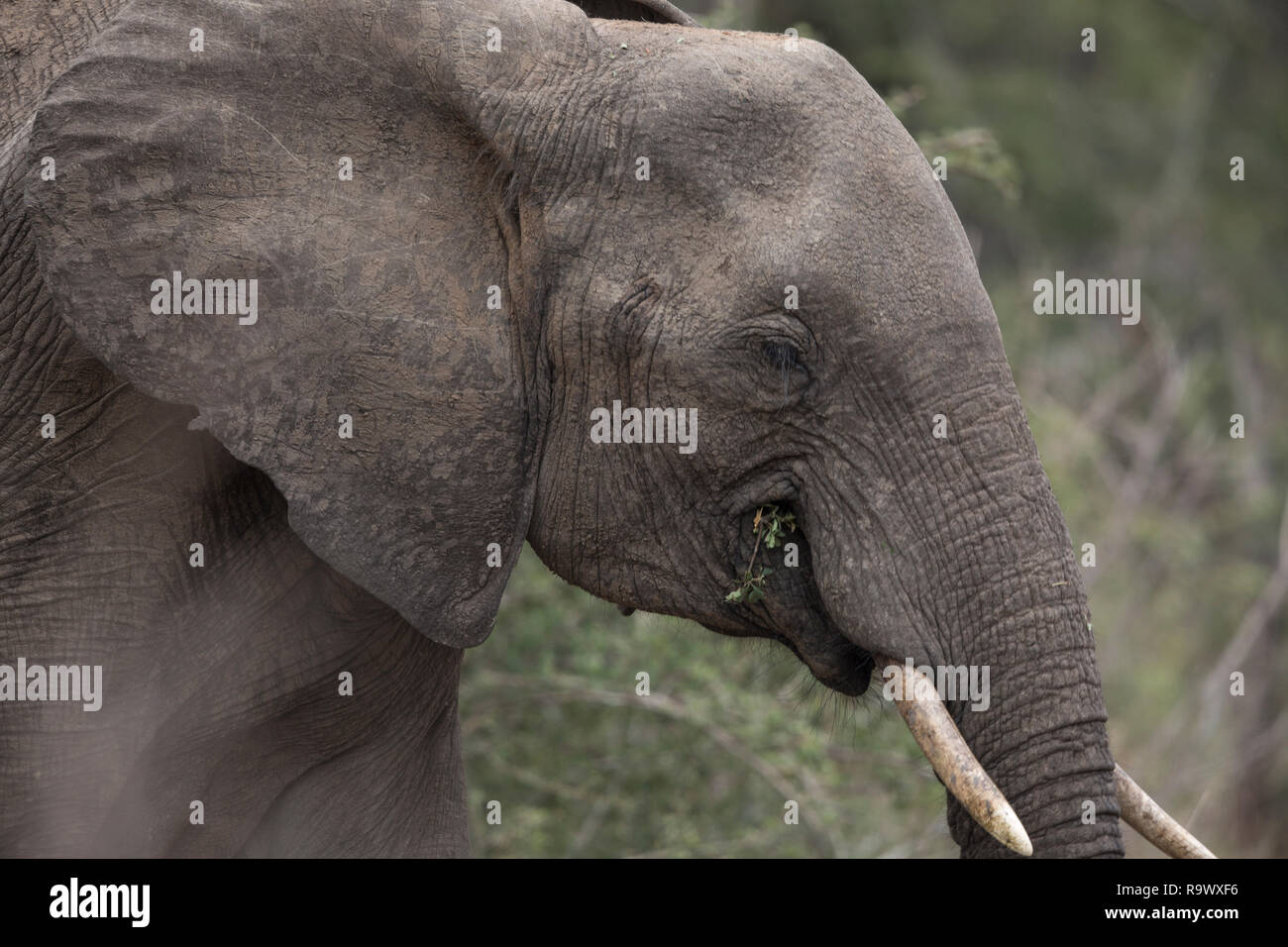 Portrait de l'alimentation de l'éléphant, Kruger National Park, Afrique du Sud Banque D'Images