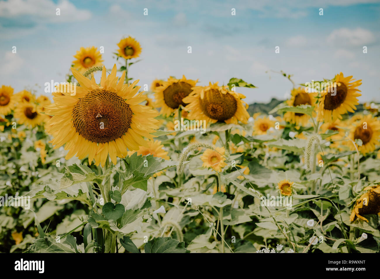 La collecte du pollen d'abeilles d'un tournesol en fleurs dans un champ de tournesol Banque D'Images
