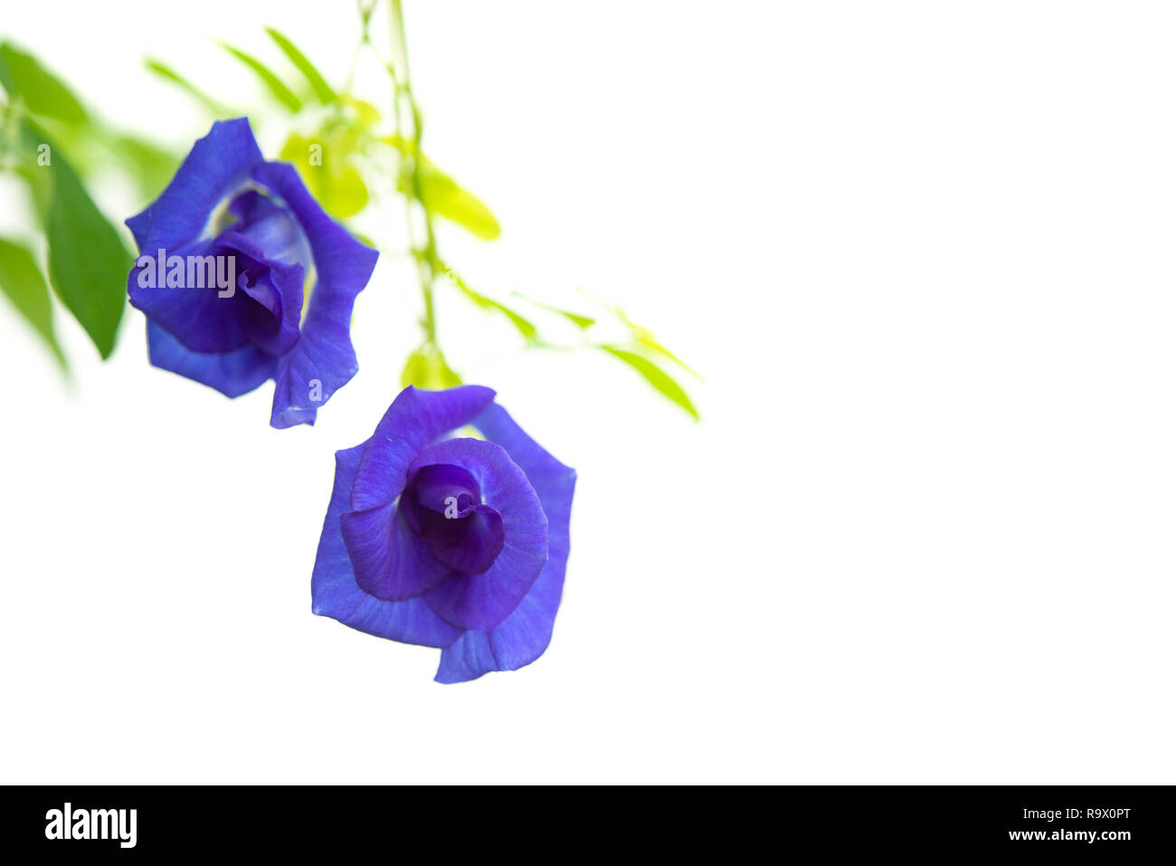 Papillon Bleu fleurs Pois plante arbre isolé sur fond blanc. Banque D'Images