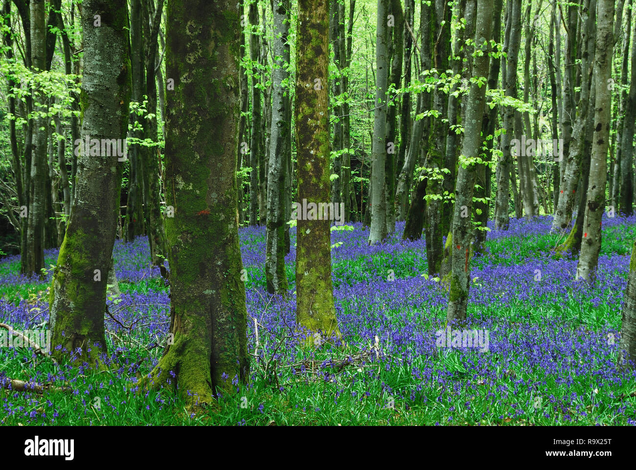 Bluebell, en pleine floraison en hêtre plantation. Dorset, UK peut Banque D'Images