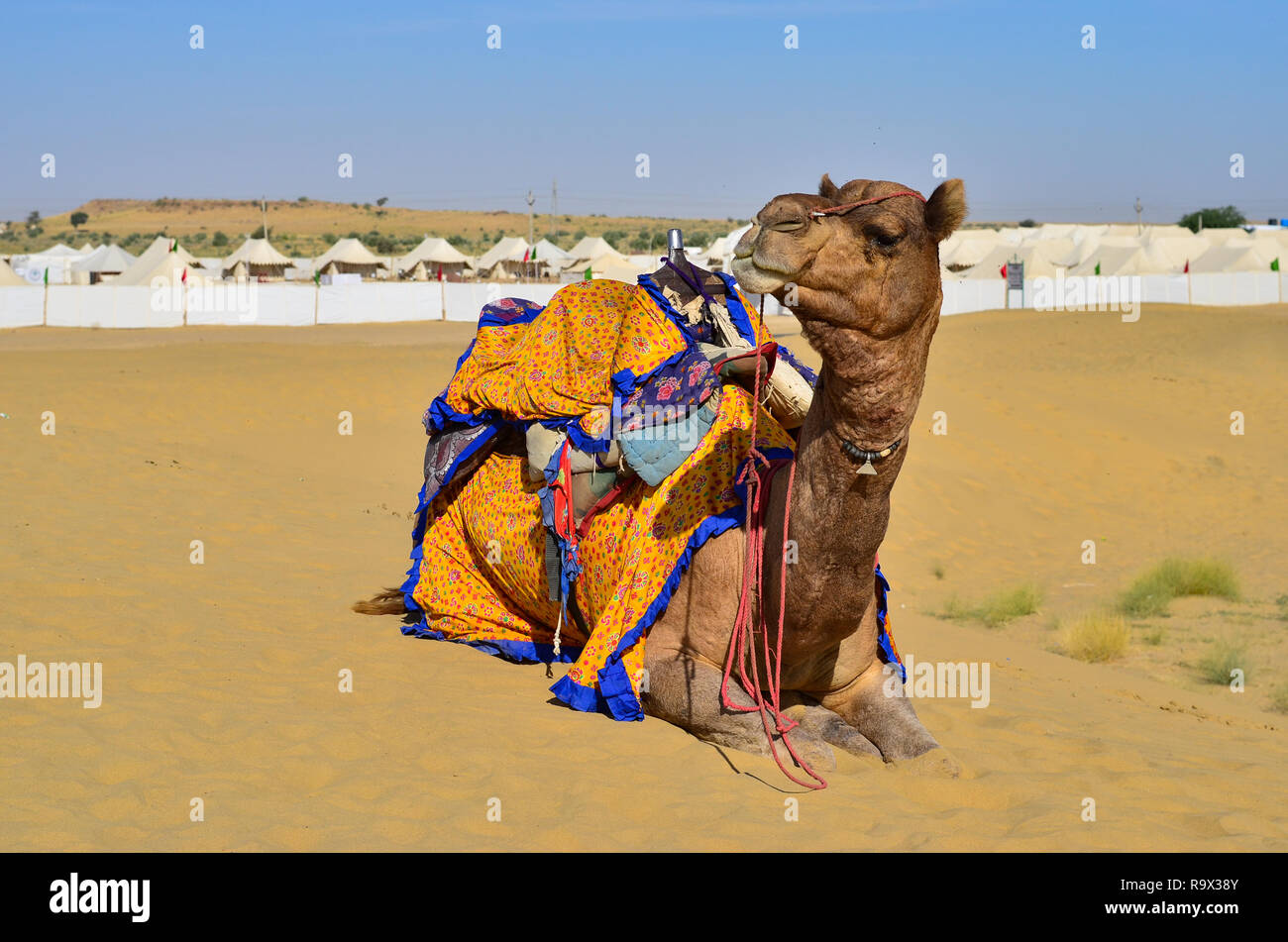 Décorées avec Camel clothes sitting, lazying, de mâcher de la nourriture en attendant les touristes dans un Sam dunes de sable, désert de Thar, Jaisalmer, Rajasthan Banque D'Images