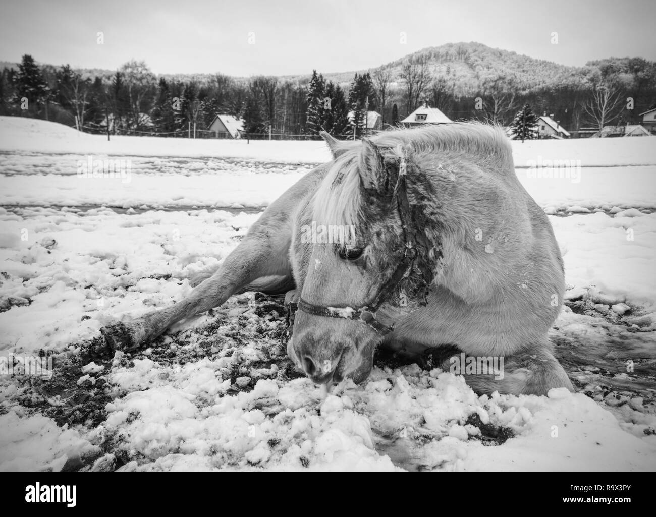 Cheval de ferme portant dans la neige en hiver jour nuageux. Beau cheval blanc sur les pâturages de printemps enneigé Banque D'Images