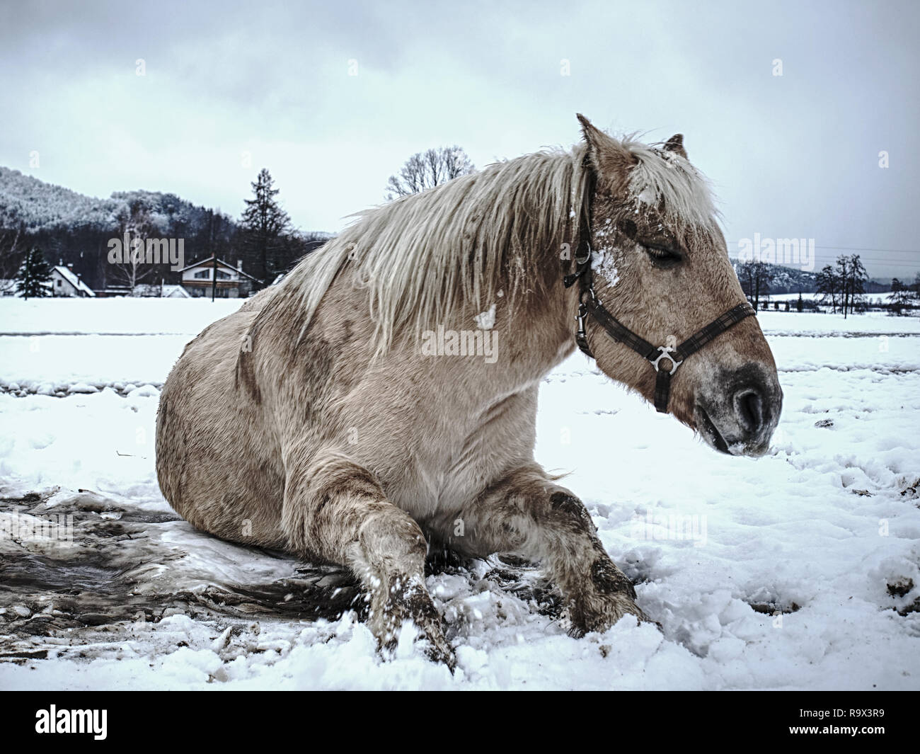 Heureux Cheval Blanc Couche Et Jouer Dans La Neige Photo Stock Alamy