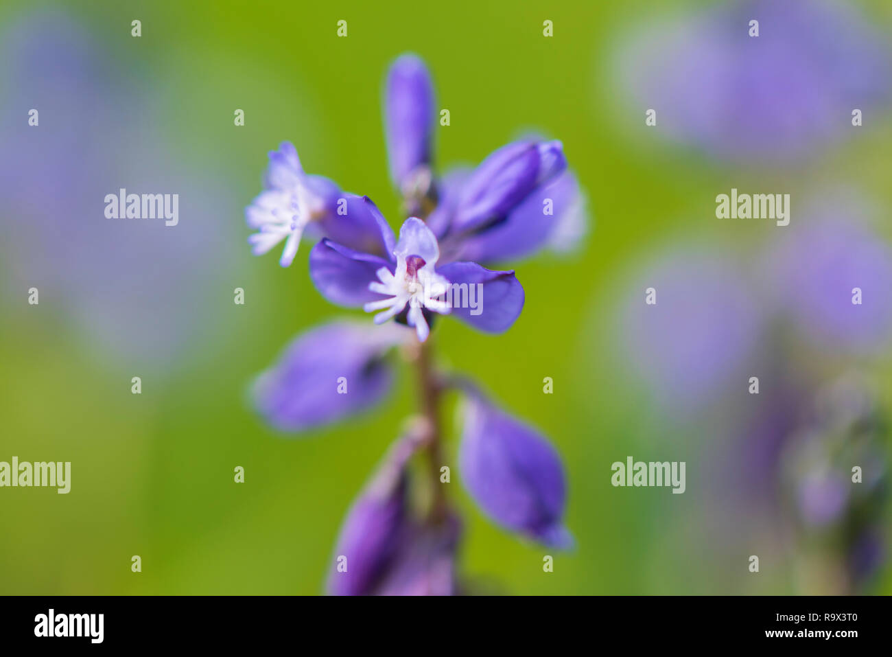 Close-up of blooming flower head dans le pré au printemps Banque D'Images