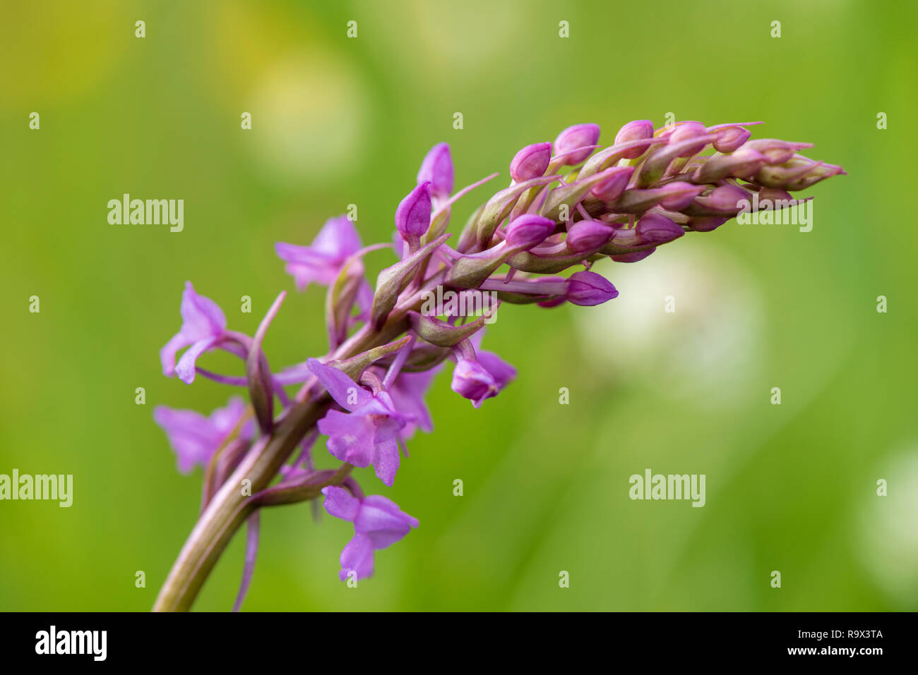 Close-up of blooming flower head dans le pré au printemps Banque D'Images