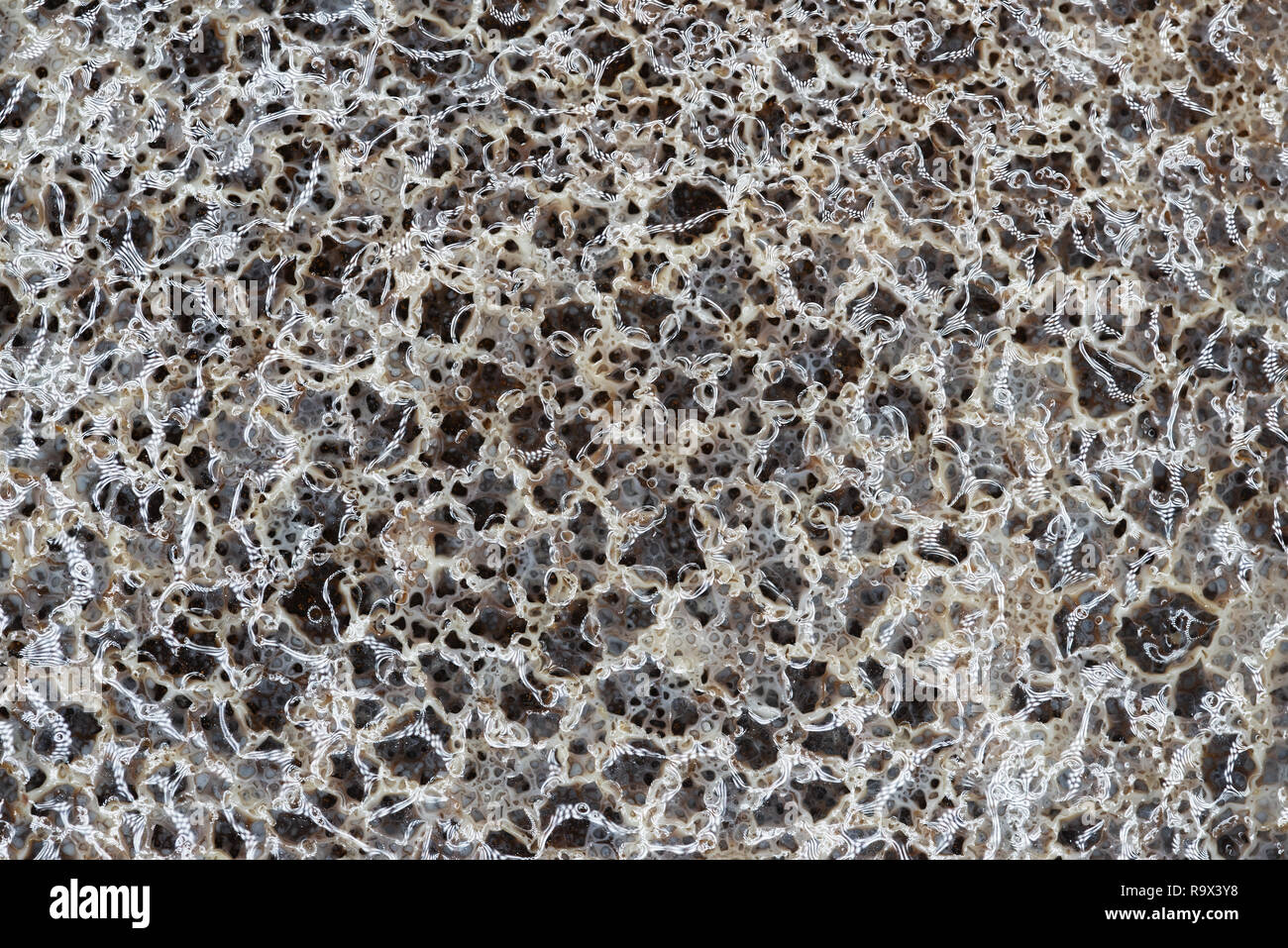 Image photographique de l'infection par des bactéries au microscope. Banque D'Images