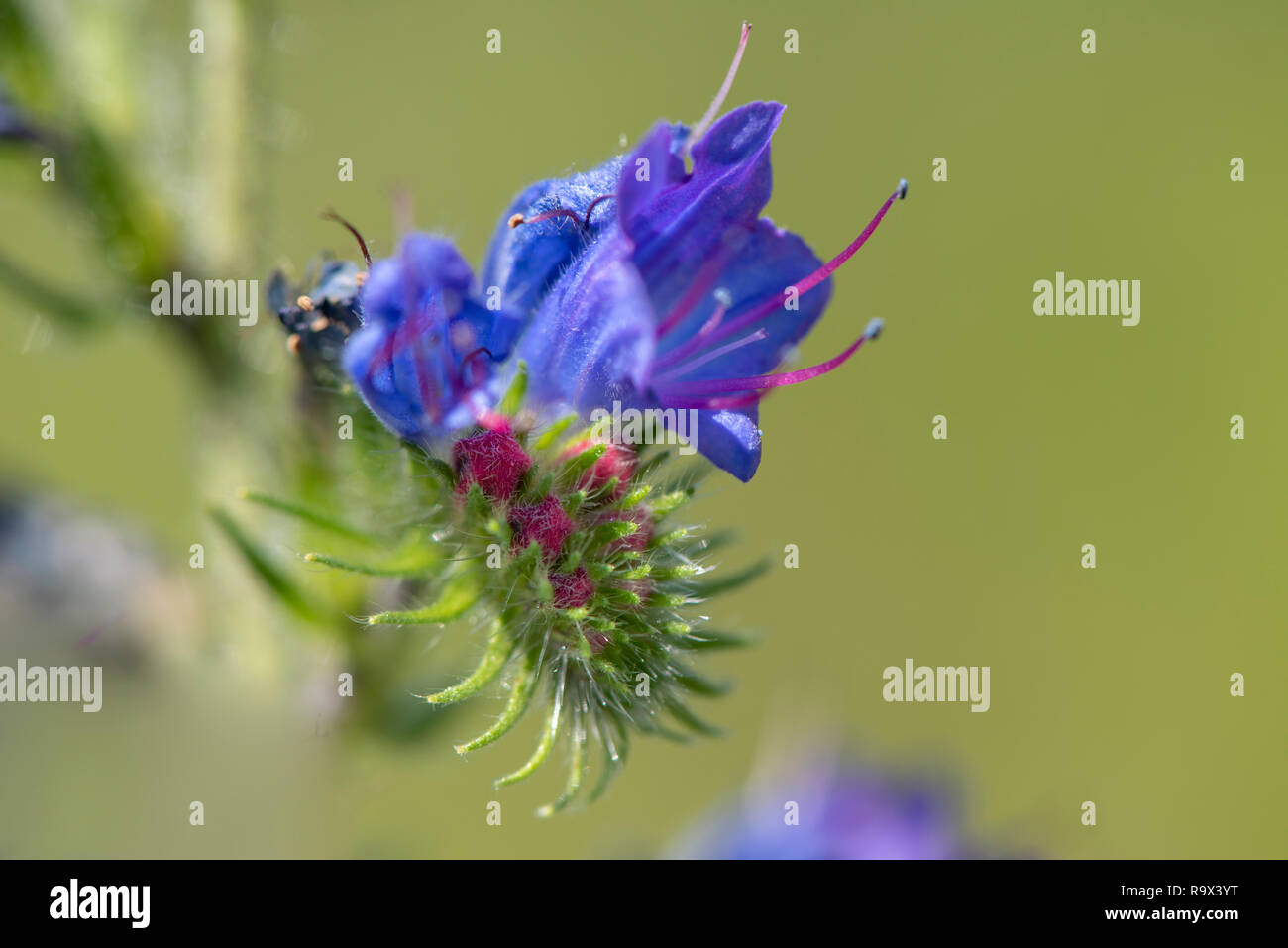 Close-up of blooming flower head dans le pré au printemps Banque D'Images