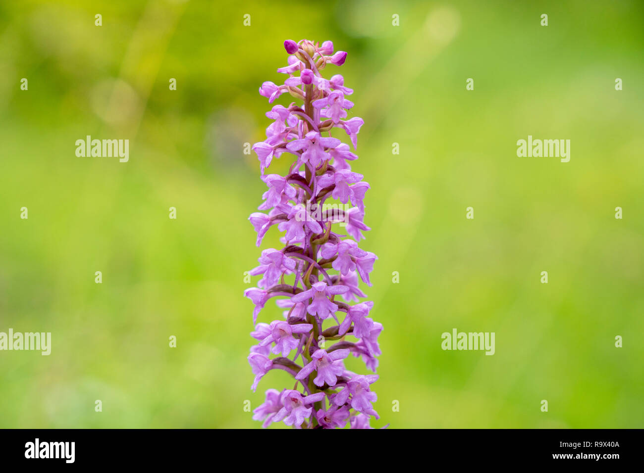 Close-up of blooming flower head dans le pré au printemps Banque D'Images