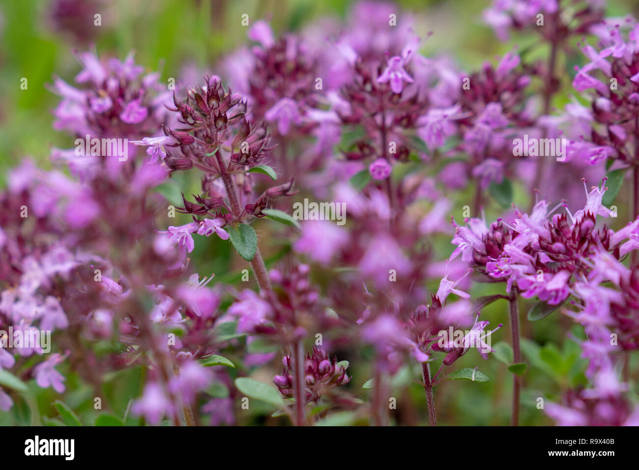 Close-up of blooming flower head dans le pré au printemps Banque D'Images
