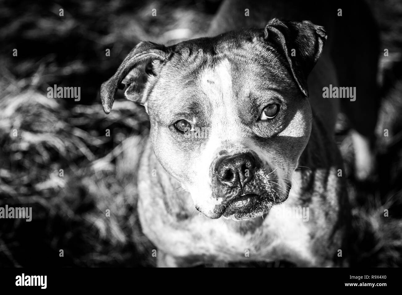 Bull-terrier américain de mine Banque D'Images