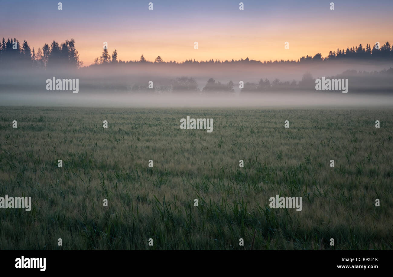 Nuit d'été lumineux paysage avec le brouillard et la lumière résiduelle dans la campagne de la Finlande. Banque D'Images