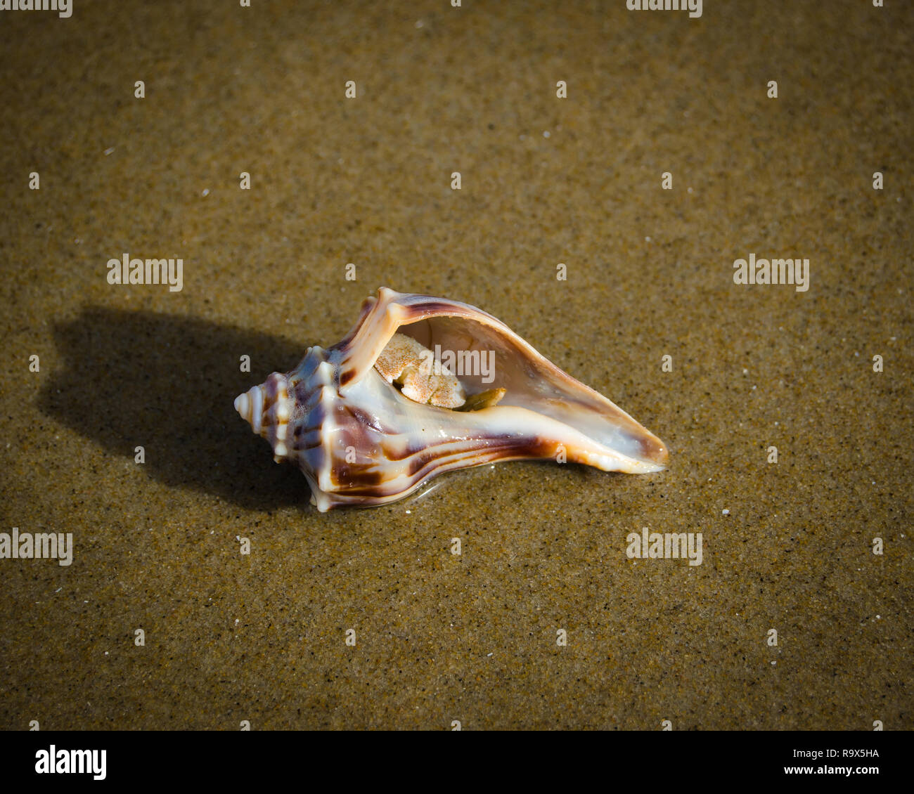 Un buccin dans sa coquille à False Cape State Park à Virginia Beach Banque D'Images