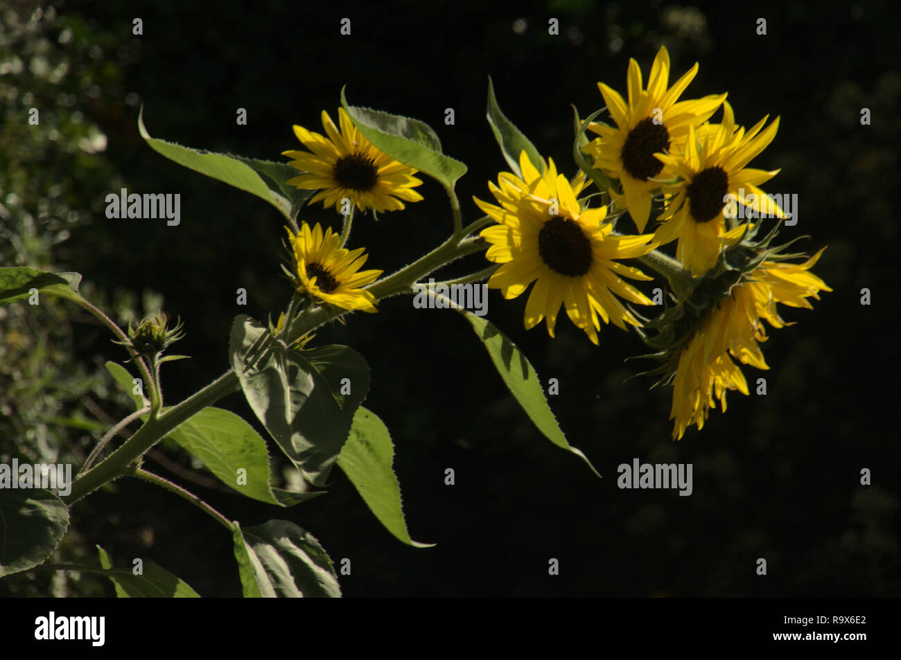 Helianthus sp. ; Sunflowers in Swiss Chalet jardin, Walenstadt Banque D'Images