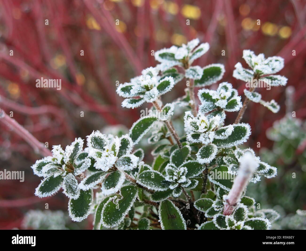 A proximité de l'usine saxifraga urbium, ou la fierté de Londres, lourdement dans un dépoli, jardin d'hiver écossais contre le cornouiller de tiges rouge. Banque D'Images