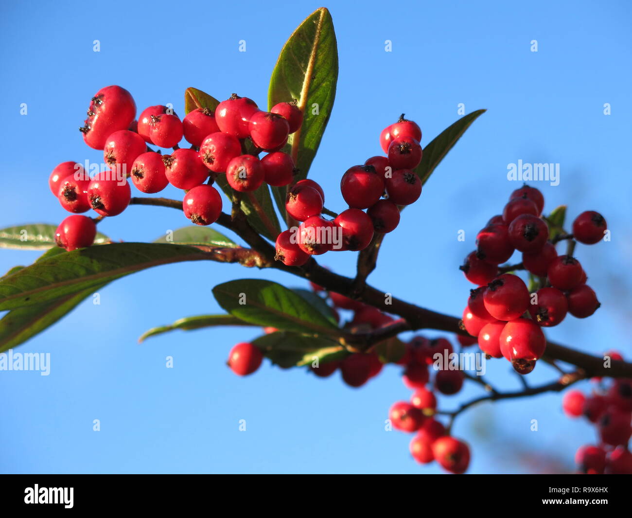 Cotoneaster In Winter Stock Photos Cotoneaster In Winter Stock