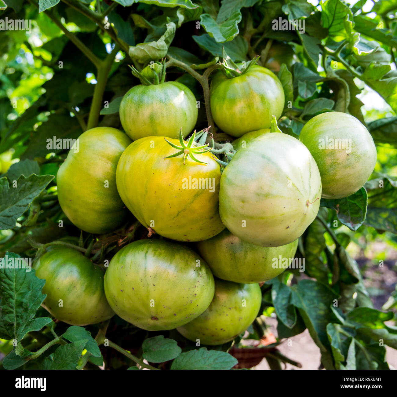 Un gros bouquet de tomates vertes mûrissent sur la brousse Banque D'Images