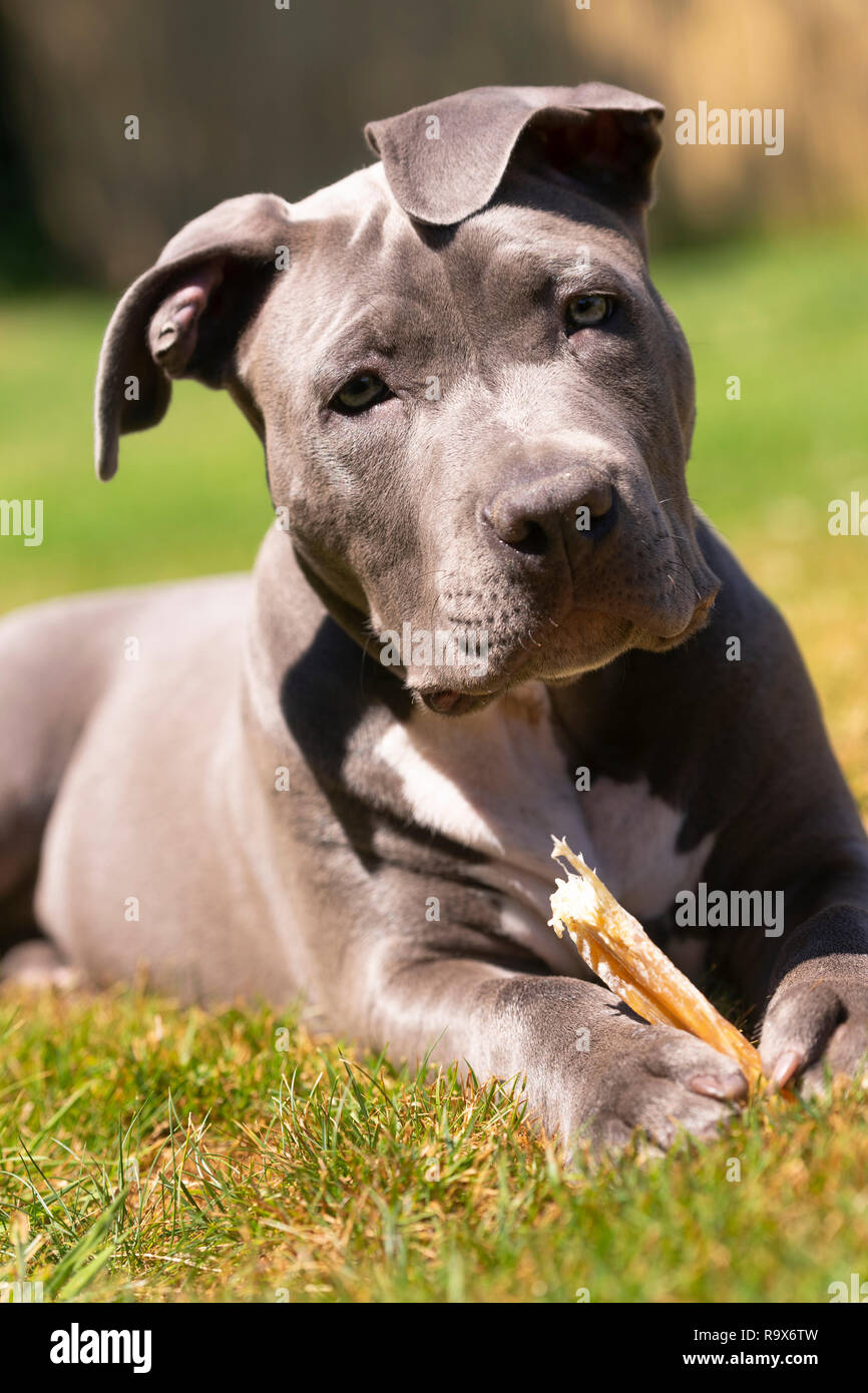 Les jeunes Pit Tirer Pure Race chien assis dans l'Herbe de mâcher un os Banque D'Images