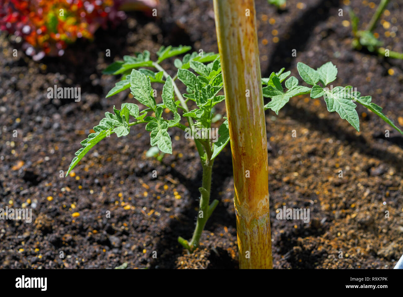 Plant de tomate à partir de semis dans un verger jardin urbain Banque D'Images