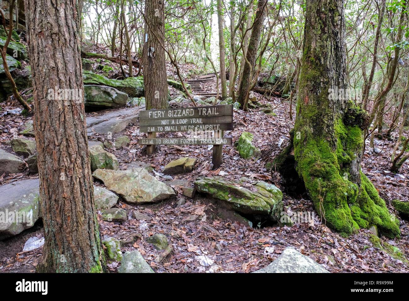 Un sentier de randonnée le long de la connexion alors que Fiery gésier sentier près de Foster Falls, South Cumberland State Park sur le Plateau Cumberland. Banque D'Images