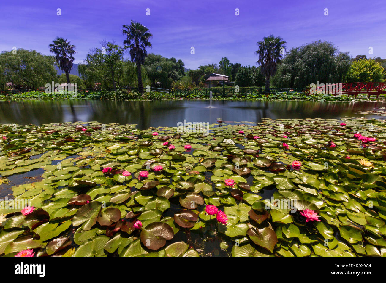 Jardin d'eau de lotus bleu Victoria Australie Banque D'Images