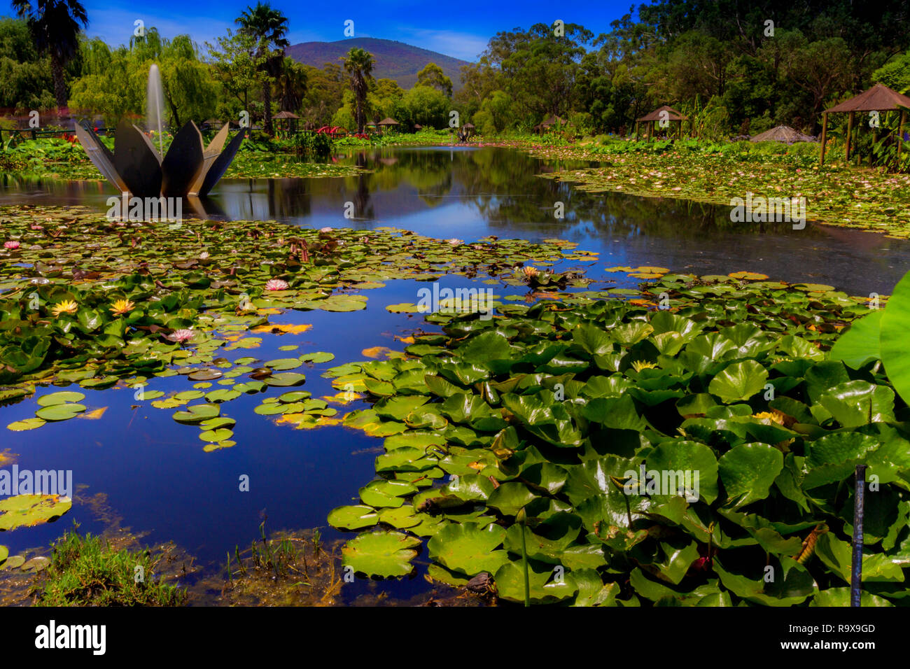 Jardin d'eau de lotus bleu Victoria Australie Banque D'Images