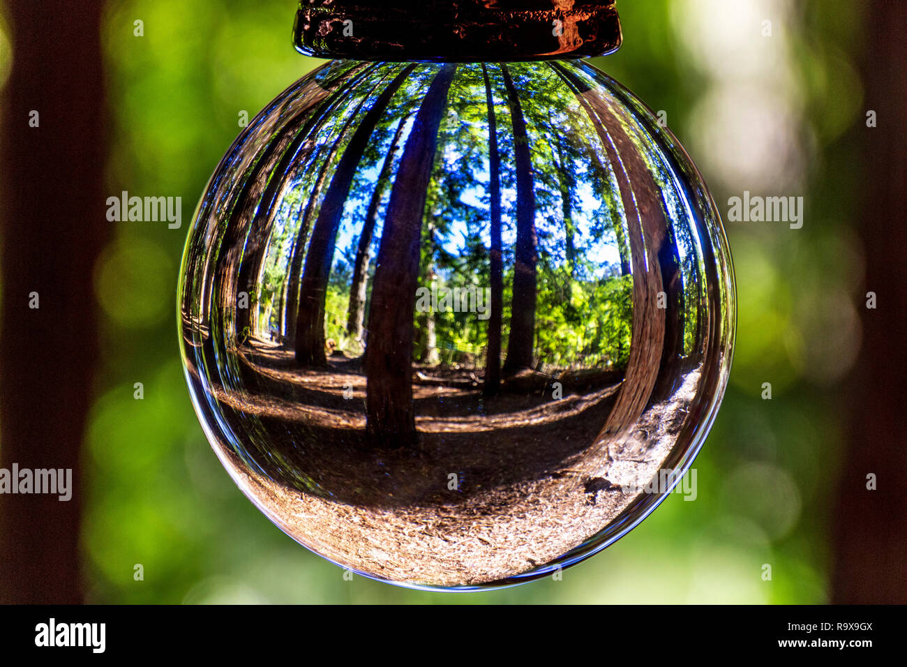 Redwood Forest Australie Victoria Glass Ball Banque D'Images