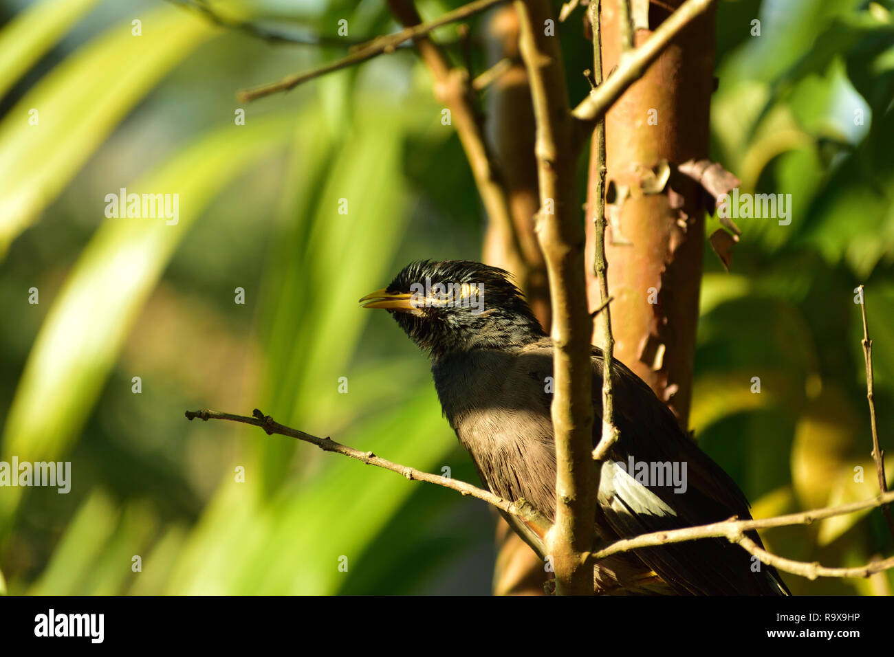 Belle myna bird dans la nature Banque D'Images